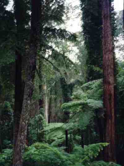 forest.jpg (17999 bytes)