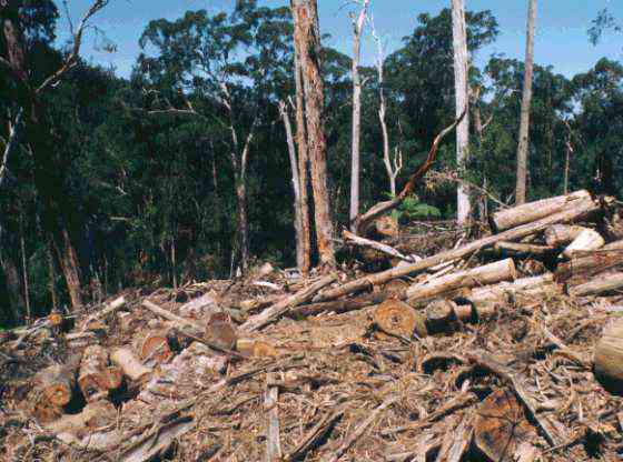 trashed.jpg (36826 bytes)
